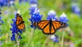 Monarch butterfly on Texas Bluebonnet flower. Monarch butterfly Danaus plexippu Royalty Free Stock Photo