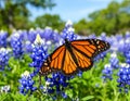 Monarch butterfly on Texas Bluebonnet flower. Monarch butterfly Danaus plexippu Royalty Free Stock Photo