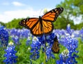 Monarch butterfly on Texas Bluebonnet flower. Monarch butterfly Danaus plexippu Royalty Free Stock Photo