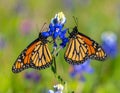 Monarch butterfly on Texas Bluebonnet flower. Monarch butterfly Danaus plexippu Royalty Free Stock Photo