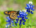Monarch butterfly on Texas Bluebonnet flower. Monarch butterfly Danaus plexippu Royalty Free Stock Photo
