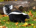 Striped American skunk in grass. The stripe striped hognosed skunk pet black white Royalty Free Stock Photo