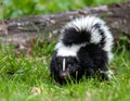 Striped American skunk in grass. The stripe striped hognosed skunk pet black white Royalty Free Stock Photo