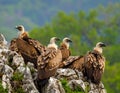 Group of vultures. Griffon Vulture, Gyps fulvus, big birds of prey sitting Royalty Free Stock Photo