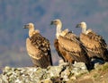Group of vultures. Griffon Vulture, Gyps fulvus, big birds of prey sitting Royalty Free Stock Photo