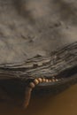 Close-up of ancient Tibetan scripture pages with wooden prayer beads partially visible, evoking silence, age, and spiritual depth Royalty Free Stock Photo