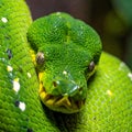 Emerald boa green constrictor snake wild animal. A close-up portrait of an emerald boa Royalty Free Stock Photo