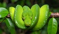 Emerald boa green constrictor snake wild animal. A close-up portrait of an emerald boa Royalty Free Stock Photo