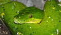 Emerald boa green constrictor snake wild animal. A close-up portrait of an emerald boa Royalty Free Stock Photo