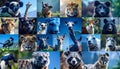 Animals collage. Collage with different animal faces Royalty Free Stock Photo