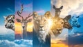 Animals collage. Collage with different animal faces Royalty Free Stock Photo
