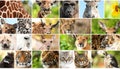 Animals collage. Collage with different animal faces Royalty Free Stock Photo