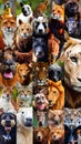 Animals collage. Collage with different animal faces Royalty Free Stock Photo