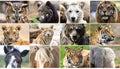 Animals collage. Collage with different animal faces Royalty Free Stock Photo