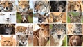 Animals collage. Collage with different animal faces Royalty Free Stock Photo
