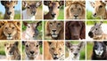 Animals collage. Collage with different animal faces Royalty Free Stock Photo