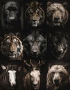 Animals collage. Collage with different animal faces Royalty Free Stock Photo