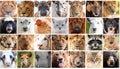 Animals collage. Collage with different animal faces Royalty Free Stock Photo