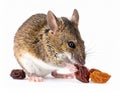 Pet Mouse Rodent Animal. A brown pet mouse eating a raisin isolated on white Royalty Free Stock Photo