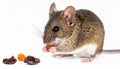 Pet Mouse Rodent Animal. A brown pet mouse eating a raisin isolated on white Royalty Free Stock Photo