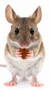 Pet Mouse Rodent Animal. A brown pet mouse eating a raisin isolated on white Royalty Free Stock Photo