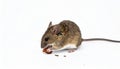 Pet Mouse Rodent Animal. A brown pet mouse eating a raisin isolated on white Royalty Free Stock Photo