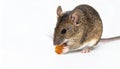 Pet Mouse Rodent Animal. A brown pet mouse eating a raisin isolated on white Royalty Free Stock Photo