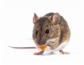 Pet Mouse Rodent Animal. A brown pet mouse eating a raisin isolated on white Royalty Free Stock Photo