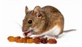 Pet Mouse Rodent Animal. A brown pet mouse eating a raisin isolated on white Royalty Free Stock Photo
