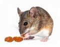 Pet Mouse Rodent Animal. A brown pet mouse eating a raisin isolated on white Royalty Free Stock Photo