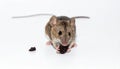 Pet Mouse Rodent Animal. A brown pet mouse eating a raisin isolated on white Royalty Free Stock Photo