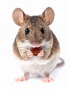 Pet Mouse Rodent Animal. A brown pet mouse eating a raisin isolated on white Royalty Free Stock Photo