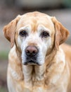 Old labrador retriever. Animal - Old dog. labrador retriever macro shot with copyspace Royalty Free Stock Photo