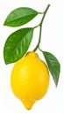 Lemon on the with isolated background Royalty Free Stock Photo
