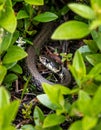 Snake in the bushes. Poisonous snake in in green plants. Royalty Free Stock Photo