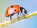 Ladybug eating aphids. Macro of ladybug (Adalia bipunctata) eating aphids on stem Royalty Free Stock Photo