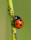 Ladybug eating aphids. Macro of ladybug (Adalia bipunctata) eating aphids on stem Royalty Free Stock Photo