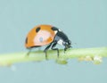 Ladybug eating aphids. Macro of ladybug (Adalia bipunctata) eating aphids on stem Royalty Free Stock Photo