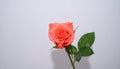 Rose on the with isolated background Royalty Free Stock Photo