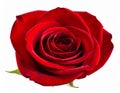 Rose on the with isolated background Royalty Free Stock Photo