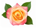 Rose on the with isolated background Royalty Free Stock Photo