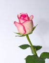 Rose on the with isolated background Royalty Free Stock Photo