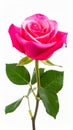 Rose on the with isolated background Royalty Free Stock Photo