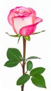 Rose on the with isolated background Royalty Free Stock Photo