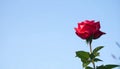 Rose on the with isolated background Royalty Free Stock Photo