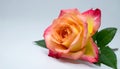 Rose on the with isolated background Royalty Free Stock Photo