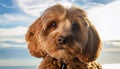 Generated image of a cockerpoo Royalty Free Stock Photo