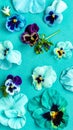 Water Drops on Pansy Flowers. Turquoise Floral Background. Top view, Flat lay Royalty Free Stock Photo
