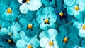 Water Drops on Pansy Flowers. Turquoise Floral Background. Top view, Flat lay Royalty Free Stock Photo