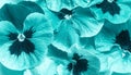 Water Drops on Pansy Flowers. Turquoise Floral Background. Top view, Flat lay Royalty Free Stock Photo